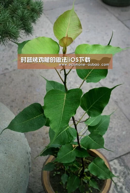 时蔬烤鸡腿的做法|iOS下载