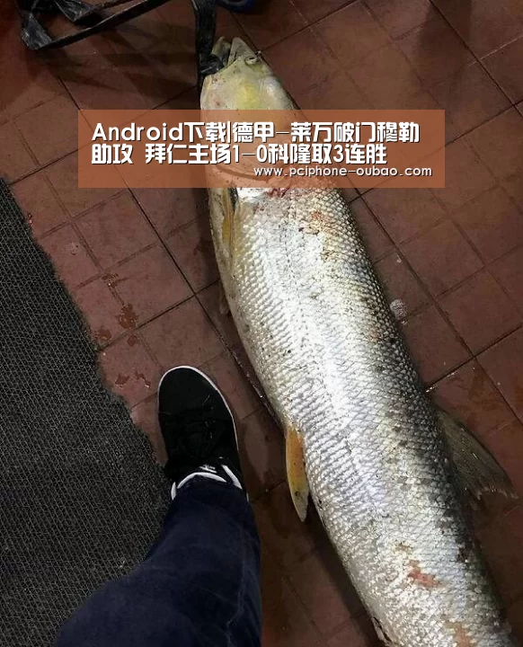 APP下载